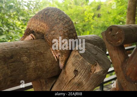 Vista laterale di una passeggiata sul bosco. Manis javanica camminando nella natura selvaggia. Pangolini, a volte conosciuti come anteaters scaly. Manis pentadactyla Foto Stock