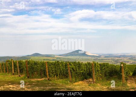 Vigneti vicino a Villany, Baranya, Ungheria meridionale Foto Stock