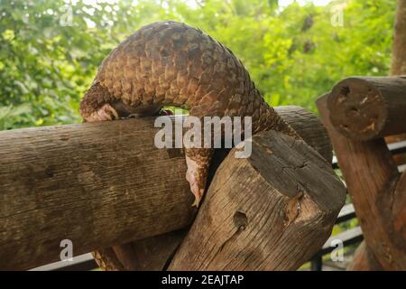 Vista laterale di una passeggiata sul bosco. Manis javanica camminando nella natura selvaggia. Pangolini, a volte conosciuti come anteaters scaly. Manis pentadactyla Foto Stock