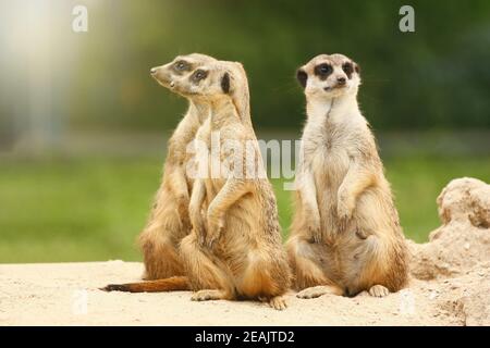 Gruppo di tre simpatici meerkat Foto Stock