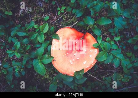 Amanita muscaria. fly agaric toadstool Foto Stock