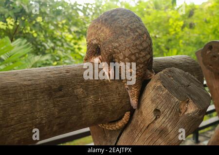 Vista laterale di una passeggiata sul bosco. Manis javanica camminando nella natura selvaggia. Pangolini, a volte conosciuti come anteaters scaly. Manis pentadactyla Foto Stock