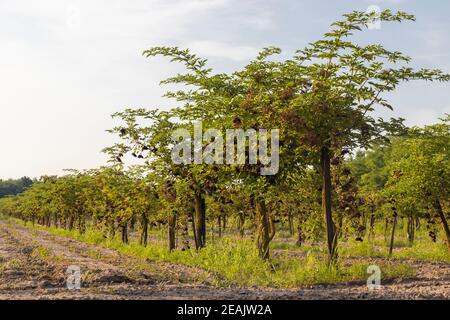 Il sambuco orchard in Ungheria centrale Foto Stock