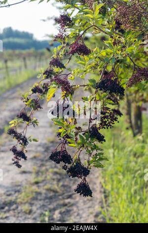 Il sambuco orchard in Ungheria centrale Foto Stock