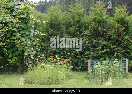 Primavera nel giardino ecologico formale. Coltivazione biologica di erbe e verdure. Foto Stock