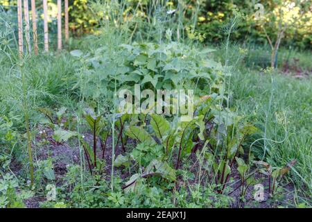 Primavera nel giardino ecologico formale. Coltivazione biologica di erbe e verdure. Foto Stock