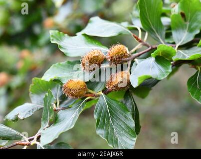 Frutti del faggio comune Foto Stock