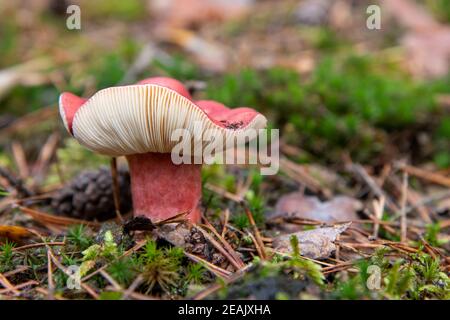 rosso russula lepida nella foresta mista Foto Stock