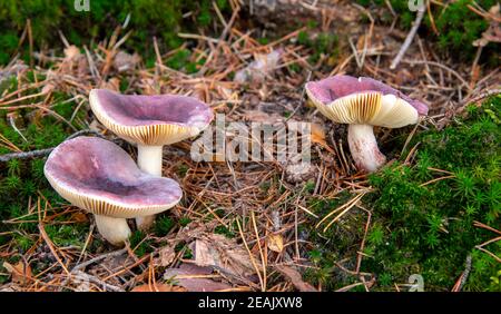 Russula fragilis nella foresta d'autunno Foto Stock