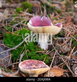 Russula fragilis nella foresta d'autunno Foto Stock