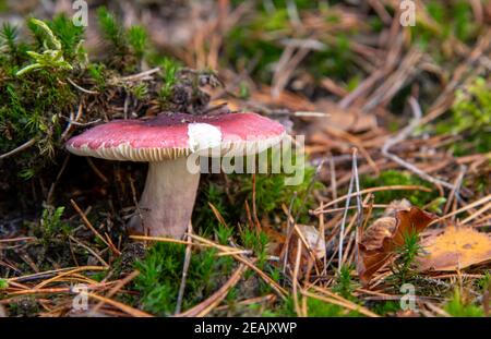 Russula fragilis nella foresta d'autunno Foto Stock