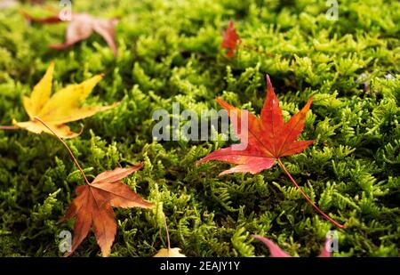 Foglie rosse giapponesi che cadono sul muschio Foto Stock