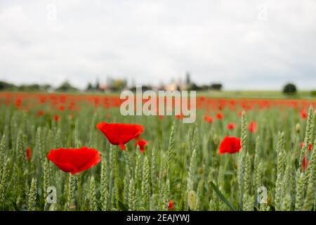 Fiore papavero comune soffiato da vento in un campo di grano durante un giorno nuvoloso Foto Stock