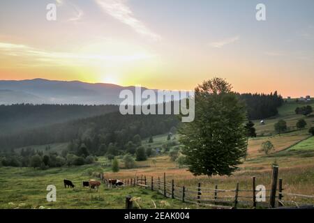 Mattina presto con il sole dietro le montagne - animali e. albero dominante nei toutains Foto Stock