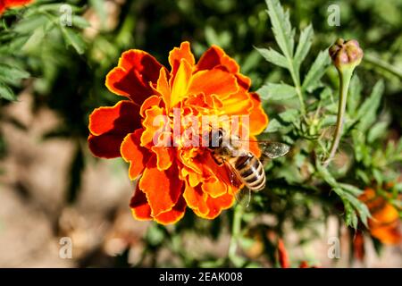 Ape che raccoglie polline da un fiore d'arancio durante un sole giorno Foto Stock