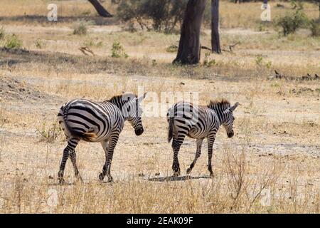 Zebre in primo piano, Parco Nazionale di Tarangire, Tanzania Foto Stock