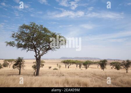 Parco Nazionale Serengeti paesaggio, Tanzania, Africa Foto Stock