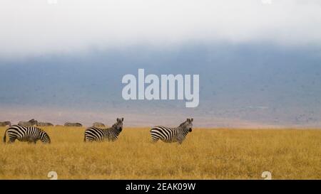 Zebre sul cratere dell'area di conservazione di Ngorongoro, Tanzania Foto Stock