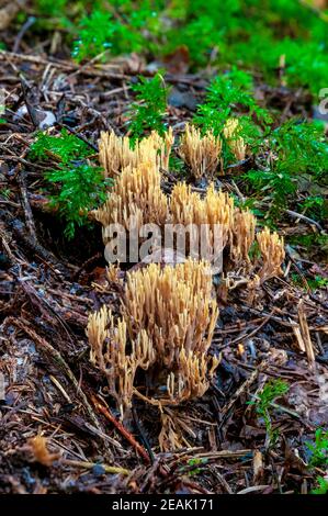 I corpi fruttanti di corallo verticale (Ramaria stricta) che crescono attraverso la lettiera delle foglie sul pavimento della foresta, vicino a Baiersbronn nella Foresta Nera, Germ Foto Stock