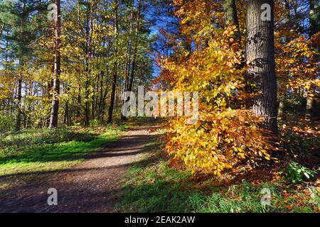 Autunno nella natura Reservat Senne, Oerlinghausen, Eastwestphalia-Lippe, Nord Reno-Westfalia, Germania, Europa occidentale Foto Stock