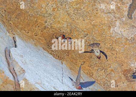 Un paio di Cliff Swallows nel loro Nest Foto Stock