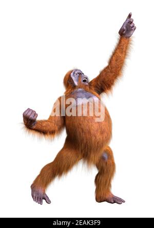 Orangutan 3D rendering su bianco Foto Stock