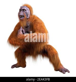 Orangutan 3D rendering su bianco Foto Stock