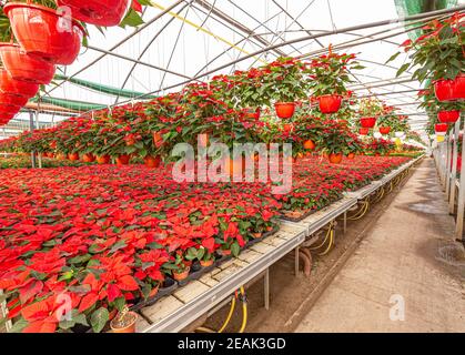 Poinsettias in serra Foto Stock