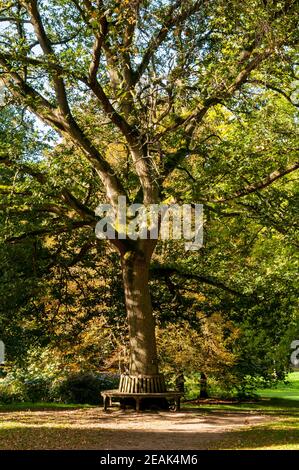 Una panchina circolare intorno al tronco della quercia giubilare in Thorp Perrow Arboretum, North Yorkshire. Settembre. Foto Stock