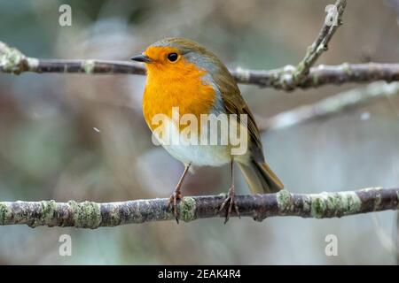 Un Robin (Erithacus rubecula) siede sui rami di un albero di ciliegia, Sussex, Regno Unito Foto Stock