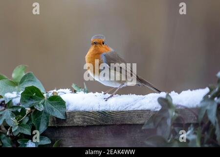 Un Robin (Erithacus rubecula) siede su una recinzione da giardino nella neve, Sussex, Regno Unito Foto Stock