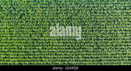 Granoturco campo grano sfondo drone vista aerea banner foto panoramica visualizza Foto Stock