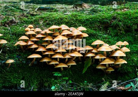 Una truppa di funghi di ciottoli (Kuehneromyces mutabilis) che cresce da un ceppo coperto di muschio a Eckington Park, Sheffield, South Yorkshire. Settembre. Foto Stock