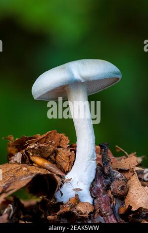 Un imbuto di anice (Clitocybe odora) che coltiva foglie di among caduti in Eckington Park, Sheffield, South Yorkshire. Settembre. Foto Stock