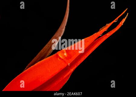 Nahaufnahme einer Strelitzien Blüte Foto Stock