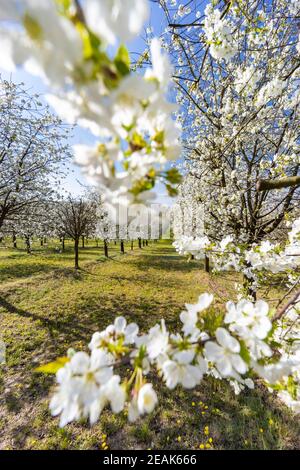 Frutteto di ciliegi in fiore vicino a Cejkovice, Moravia meridionale, Repubblica Ceca Foto Stock