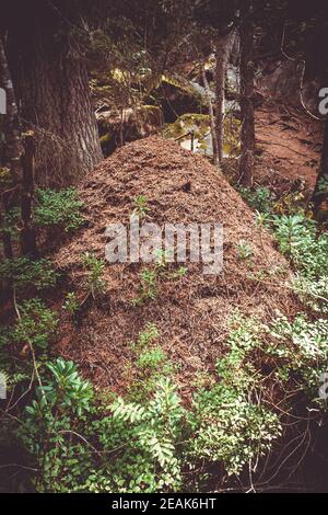 Grande foresta Anthill nella valle del Parco Nazionale della Vanoise, alpi francesi Foto Stock