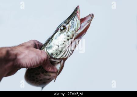 Il pesce di Pike a bocca aperta giace su uno sfondo bianco. Foto Stock