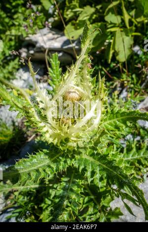 Agrifoglio di mare alpino, Eryngium alpinum, in Savoia, Francia Foto Stock