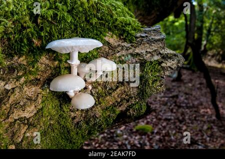 Un piccolo gruppo di corpi fruttanti di fungo perporcellana (Oudimansiella mubida) che cresce su un tronco coperto di muschio nella New Forest, Hampshire. Ottobre. Foto Stock