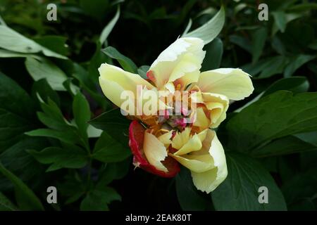 Peonie Foto Stock