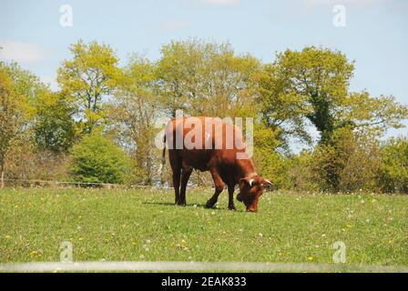 Salers vacca pascolare in un prato Foto Stock