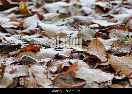 Foglie surgelate e innevate a terra in autunno Foto Stock