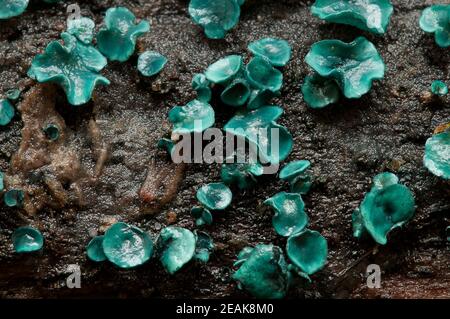 I corpi fruttanti dei funghi verdi della tazza dell'elfo (clorociboria aeruginascens) che si coltivano sul legno di marciume nella foresta nuova, Hampshire. Ottobre. Foto Stock