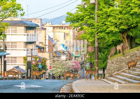 Cervi nella città di Nara Giappone Foto Stock