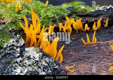 I corpi fruttanti di piccolo fungo di stagshorn (cornea di Calocera) che si coltivano sul legno di marciume nella foresta nuova, Hampshire. Ottobre. Foto Stock