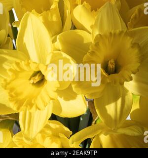 Bella primavera gialla fiori di Daffodil in Closeup in un bouquet Foto Stock