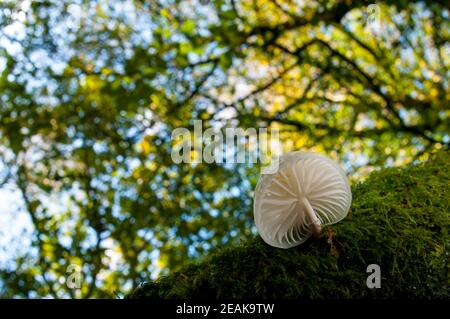 Un unico corpo fruttato di fungo perporcellana (Oudimansiella mubida) che cresce su un faggio ricoperto di muschio nella New Forest, Hampshire. Ottobre. Foto Stock