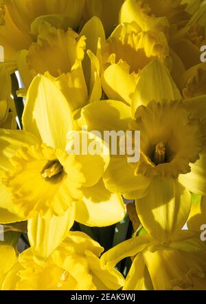 Bella primavera gialla fiori di Daffodil in Closeup in un bouquet Foto Stock