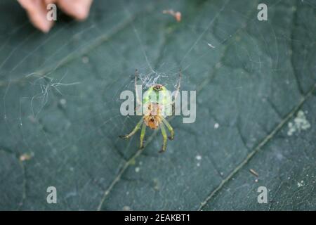 Un primo piano di un piccolo ragno di zucca verde su una foglia. Foto Stock